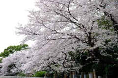 墓地の桜