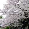 墓地の桜