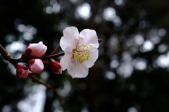 梅