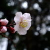 梅