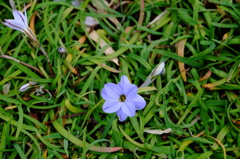 紫の花