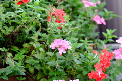 赤とピンクの花と雨