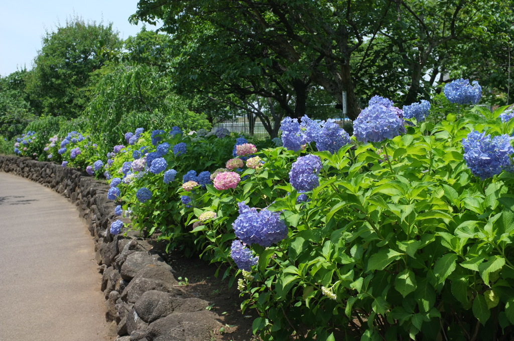 あじさい