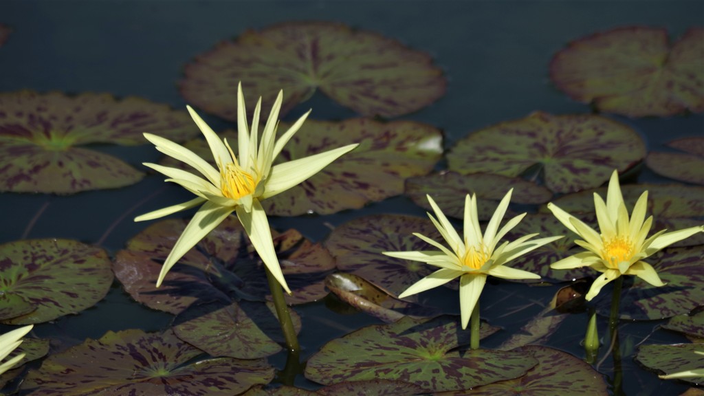 睡蓮の花