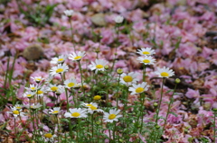 散る花と咲く花