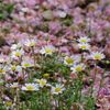 散る花と咲く花