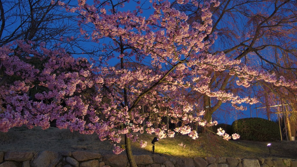 桜　　ライトアップ