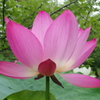 天気は曇り・・蓮