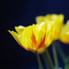 咲く花は変わらず