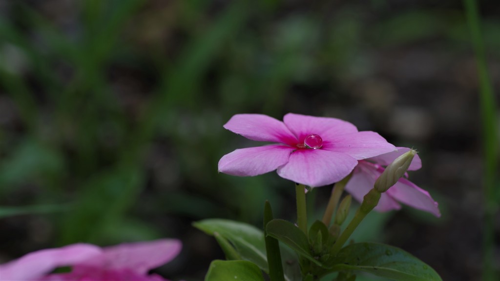 一滴の雫・・花