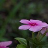 一滴の雫・・花