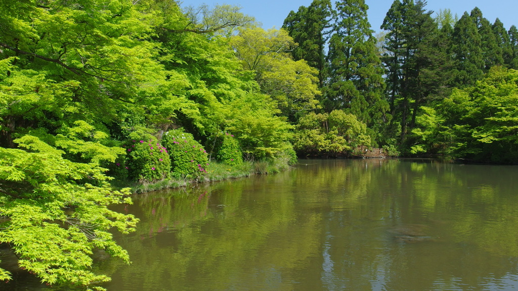 池と森林