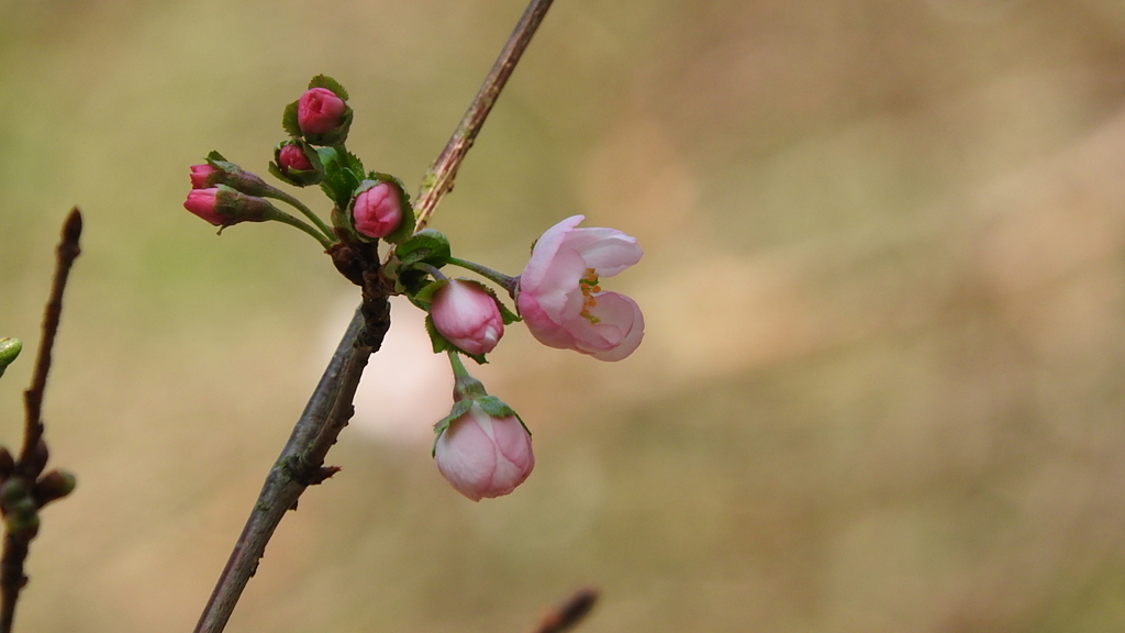 秋の桜