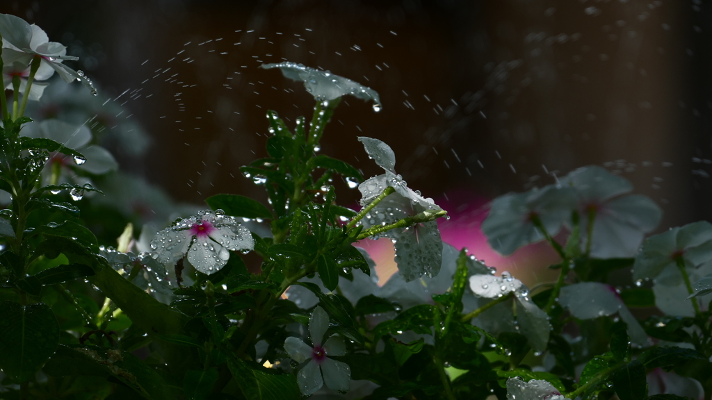 水遣り雫