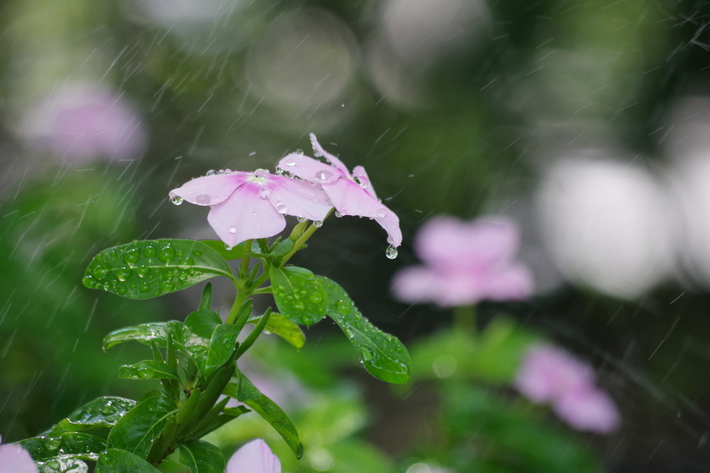 水に濡れて