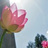 蓮の花