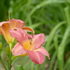 雨上がりの花　メリンダ（ヘメロカリス）