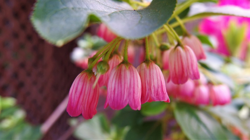 下向く花？