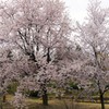 咲きほこる