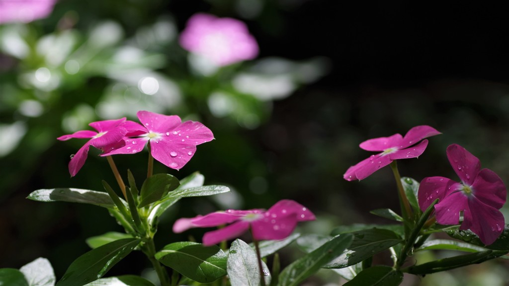 水遣り花？