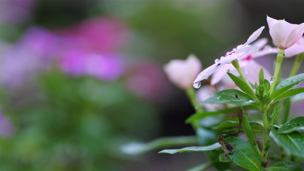 雫の花