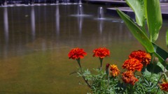 池と花
