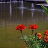 池と花