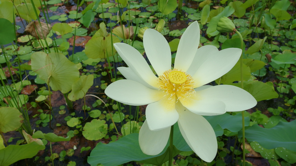 花～蓮