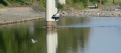 秋晴れを優雅に飛ぶ鳥