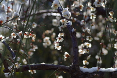 梅の花と雪