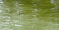 水辺を飛ぶトンボ
