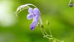 曇りの8月12日水曜日