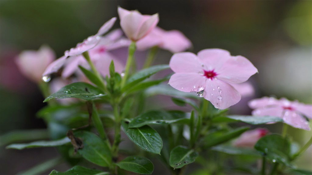 濡れて花