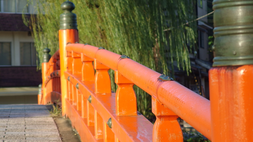 早朝の雫
