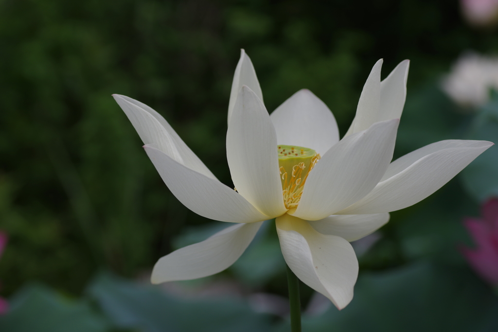 暫し鑑賞蓮の花