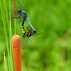 8月も暑い日での始まり