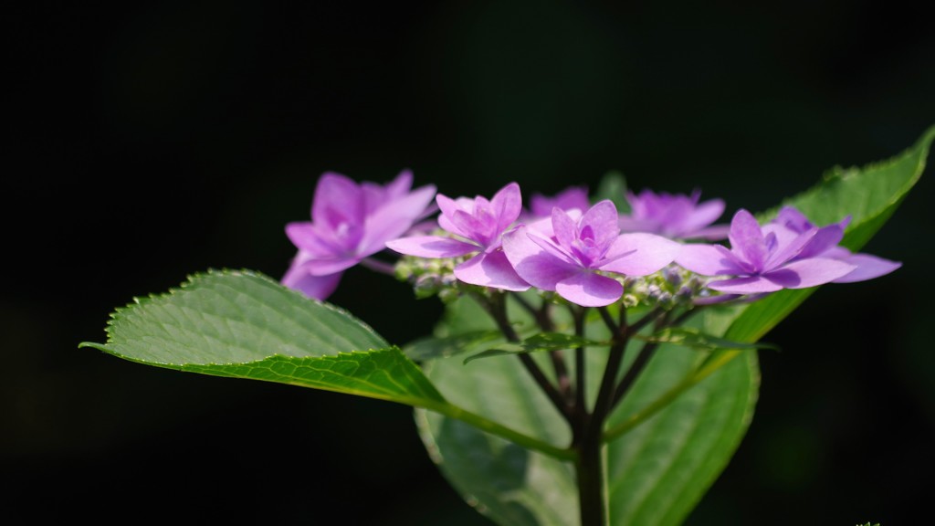 紫陽花の花