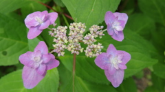 今日の雨にふと紫陽花を思ふ