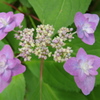 今日の雨にふと紫陽花を思ふ
