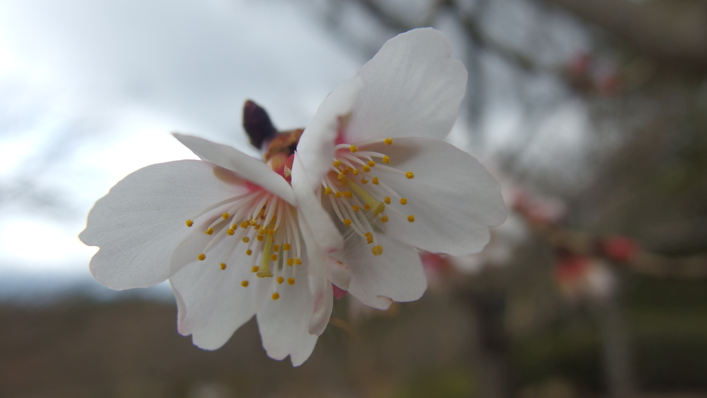 寒けど咲いてる花