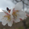 寒けど咲いてる花