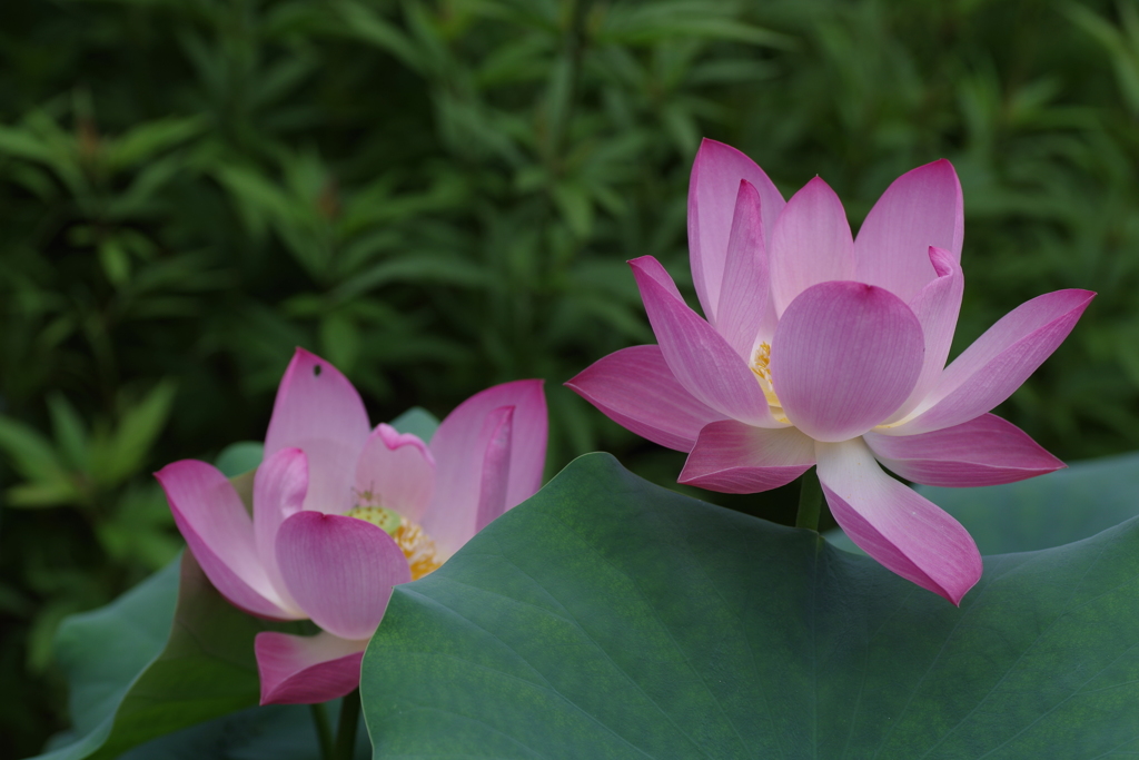 まだ見頃な蓮の花