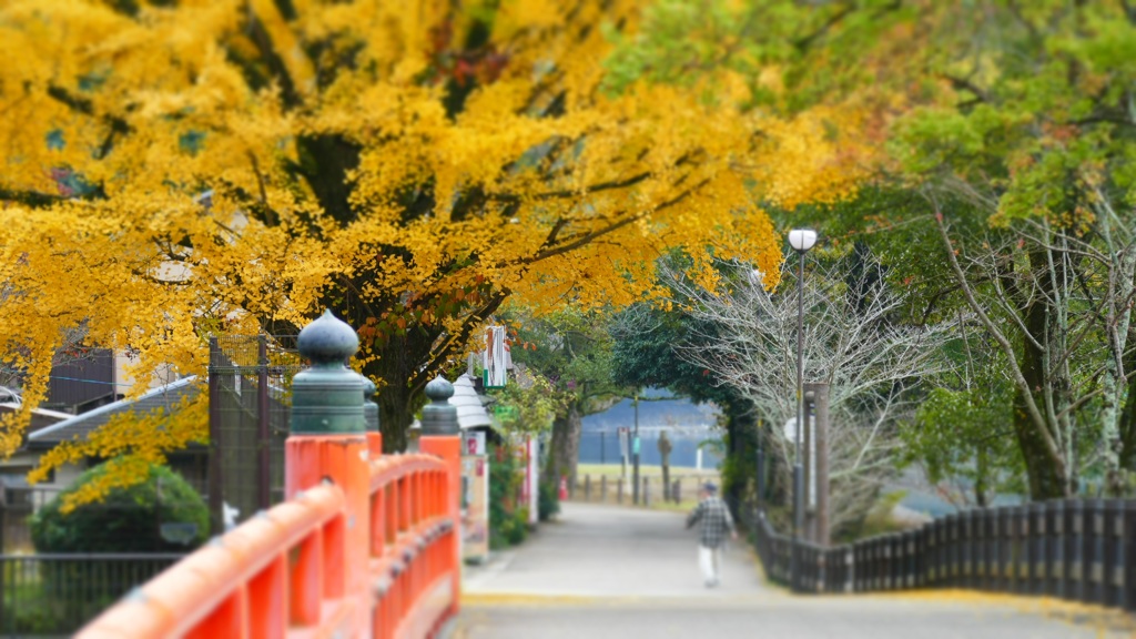 曇り空の土曜日・・「11月7日」