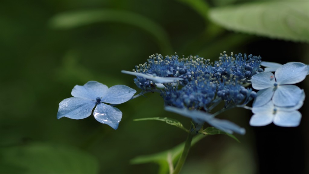 少し濡れて紫陽花