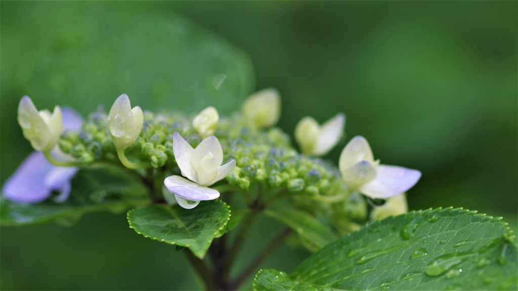 雫付きの紫陽花