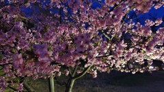 花、桜　ライトアップ