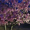 花、桜　ライトアップ