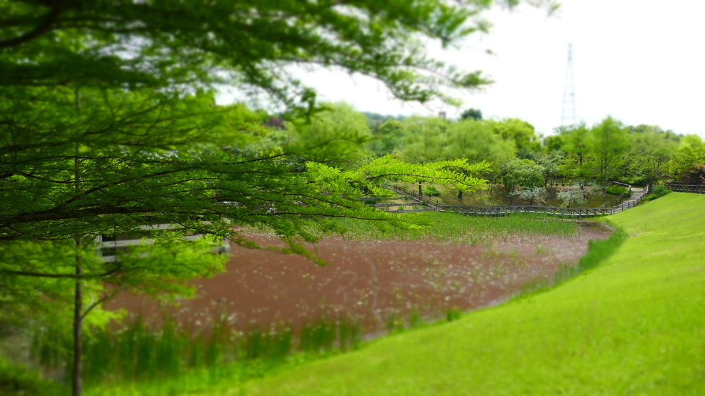 森林　緑