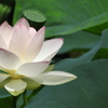 花を鑑賞して暑さをしのぐ・・？