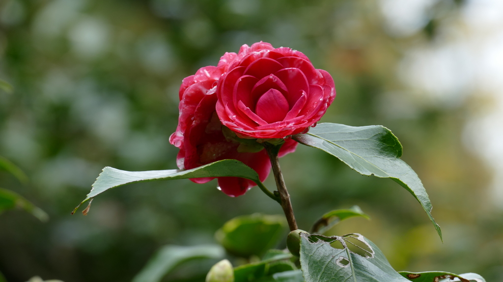 雨上がりの日・・菊冬至
